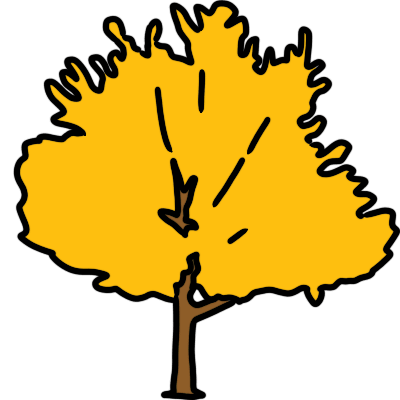 a ginkgo tree with yellow leaves.